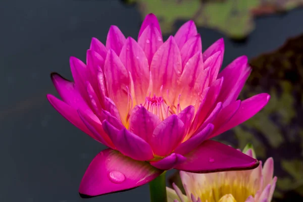 Красивый Водянистый Лотосный Цветок Дополнен Богатыми Цветами Глубокой Голубой Водной — стоковое фото
