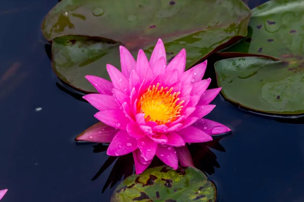 这美丽的水百合或莲花被丰富的深蓝色水面的色彩所补充 饱满的色彩和充满活力的细节使这几乎是一个超现实的形象 — 图库照片