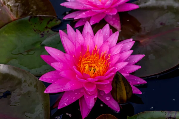 Beautiful Waterlily Lotus Flower Complimented Rich Colors Deep Blue Water — Stock Photo, Image