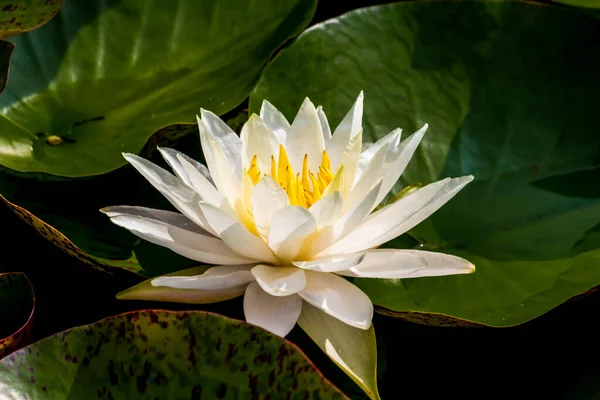 Beautiful Waterlily Lotus Flower Complimented Rich Colors Deep Blue Water — Stock Photo, Image