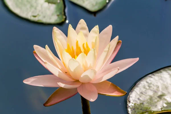 この美しい睡蓮や蓮の花は 深い青色の水面の豊かな色によって賞賛されています 彩度の高い色と鮮やかなディテールは これをほぼシュールなイメージにします — ストック写真