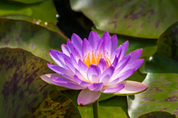 Esta Hermosa Flor Lirio Loto Complementa Con Los Ricos Colores — Foto de Stock