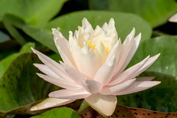 Diese Wunderschöne Seerose Oder Lotusblume Wird Durch Die Satten Farben — Stockfoto