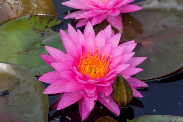 Diese Wunderschöne Seerose Oder Lotusblume Wird Durch Die Satten Farben — Stockfoto