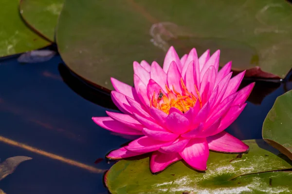 Beautiful Waterlily Lotus Flower Complimented Rich Colors Deep Blue Water — Stock Photo, Image