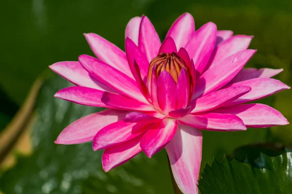 Esta Bela Flor Lírio Lótus Complementada Pelas Cores Ricas Superfície — Fotografia de Stock