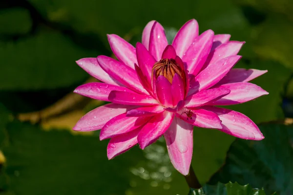 Cette Belle Fleur Nénuphar Lotus Est Complétée Par Les Riches — Photo