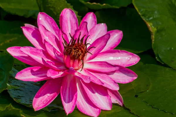 Beautiful Waterlily Lotus Flower Complimented Rich Colors Deep Blue Water — Stock Photo, Image