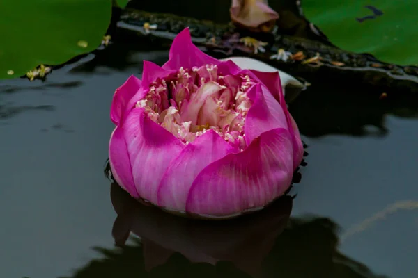 Beautiful Waterlily Lotus Flower Complimented Rich Colors Deep Blue Water — Stock Photo, Image