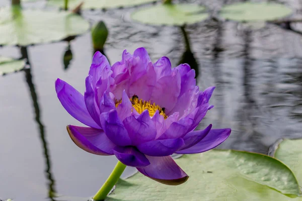 Beautiful Waterlily Lotus Flower Complimented Rich Colors Deep Blue Water — Stock Photo, Image