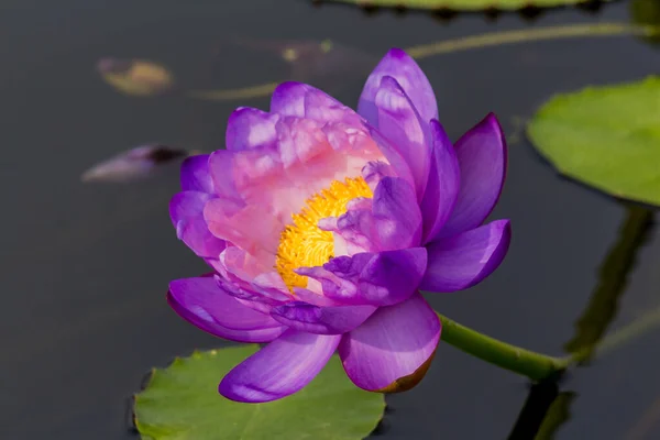 この美しい睡蓮や蓮の花は 深い青色の水面の豊かな色によって賞賛されています 彩度の高い色と鮮やかなディテールは これをほぼシュールなイメージにします — ストック写真