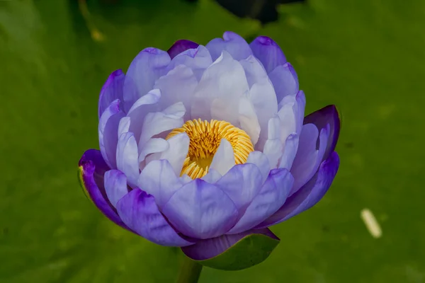 Diese Wunderschöne Seerose Oder Lotusblume Wird Durch Die Satten Farben — Stockfoto