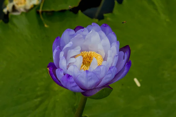 Diese Wunderschöne Seerose Oder Lotusblume Wird Durch Die Satten Farben — Stockfoto