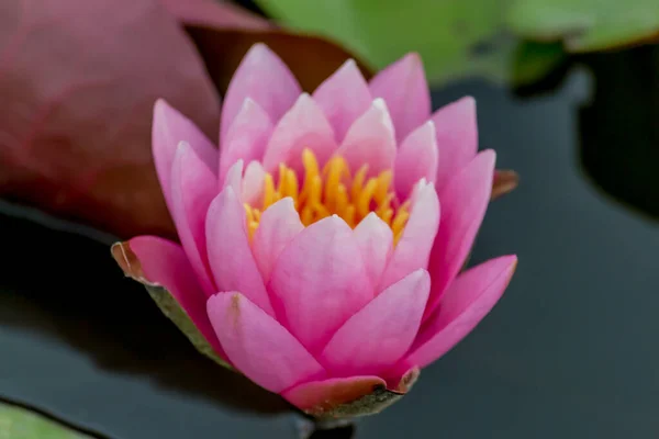 Красива Квітка Лілії Або Лотоса Поєднується Багатими Кольорами Поверхні Глибокої — стокове фото