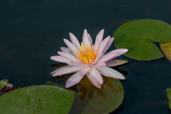 Denna Vackra Vattenlilja Eller Lotusblomma Kompletteras Rika Färgerna Den Djupblå — Stockfoto