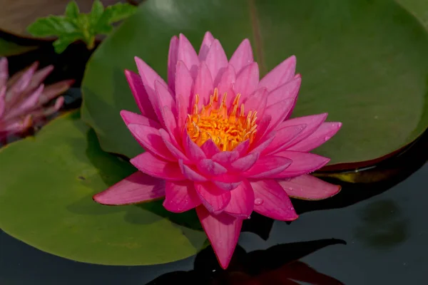 Diese Wunderschöne Seerose Oder Lotusblume Wird Durch Die Satten Farben — Stockfoto