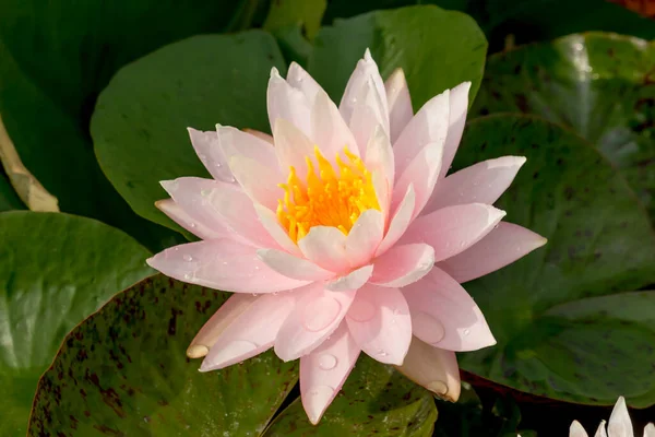 Tato Krásná Vodní Lilie Nebo Lotosový Květ Kompliment Bohaté Barvy — Stock fotografie