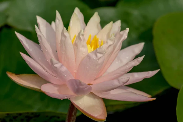 Güzel Nilüfer Çiçeği Nilüfer Çiçeği Derin Mavi Yüzeyinin Zengin Renkleri — Stok fotoğraf