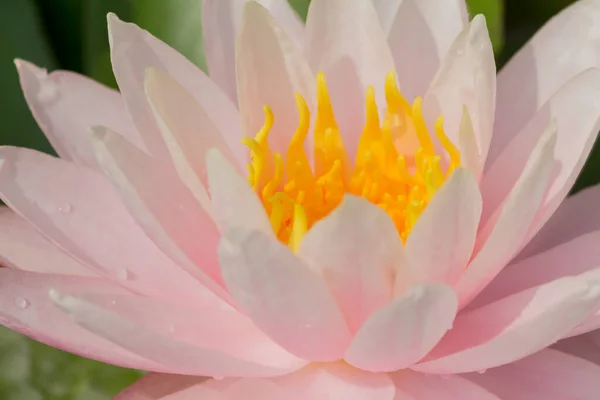 Cette Belle Fleur Nénuphar Lotus Est Complétée Par Les Riches — Photo