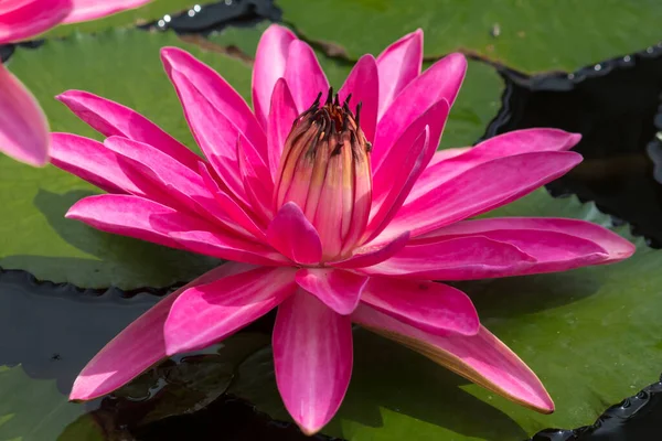 Esta Bela Flor Lírio Lótus Complementada Pelas Cores Ricas Superfície — Fotografia de Stock