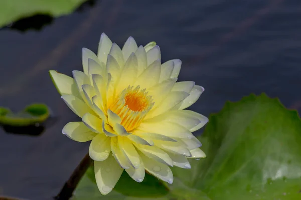 Esta Bela Flor Lírio Lótus Complementada Pelas Cores Ricas Superfície — Fotografia de Stock