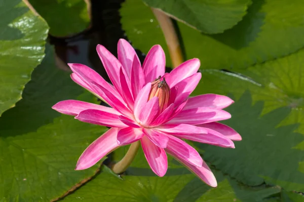 Cette Belle Fleur Nénuphar Lotus Est Complétée Par Les Riches — Photo
