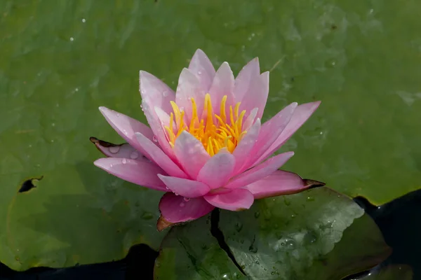 Beautiful Waterlily Lotus Flower Complimented Rich Colors Deep Blue Water — Stock Photo, Image