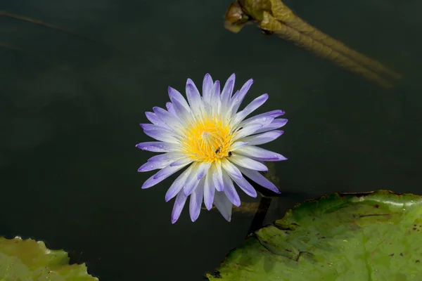 Esta Bela Flor Lírio Lótus Complementada Pelas Cores Ricas Superfície — Fotografia de Stock