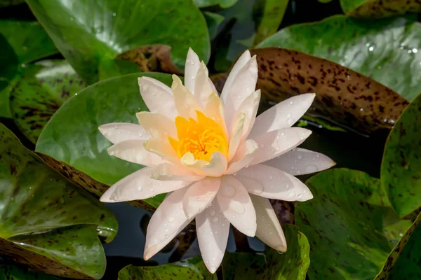 Esta Hermosa Flor Lirio Loto Complementa Con Los Ricos Colores — Foto de Stock