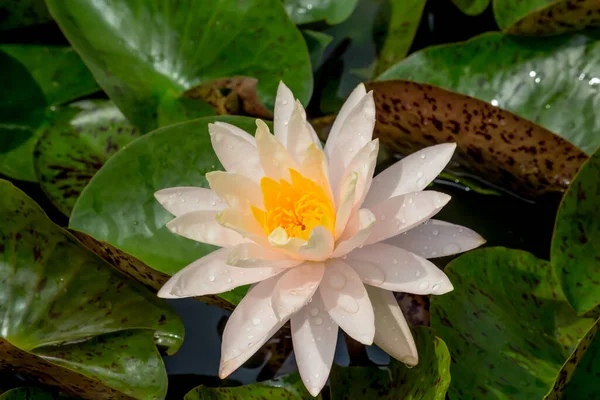 Esta Bela Flor Lírio Lótus Complementada Pelas Cores Ricas Superfície — Fotografia de Stock