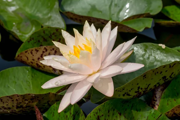 Beautiful Waterlily Lotus Flower Complimented Rich Colors Deep Blue Water — Stock Photo, Image