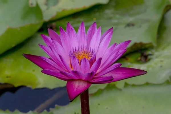 Cette Belle Fleur Nénuphar Lotus Est Complétée Par Les Riches — Photo