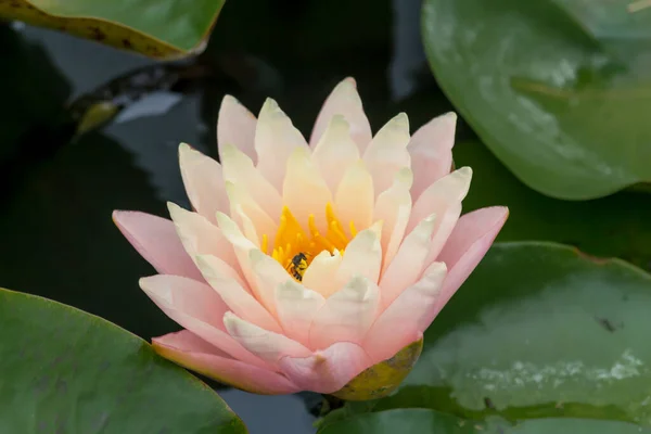 Cette Belle Fleur Nénuphar Lotus Est Complétée Par Les Riches — Photo