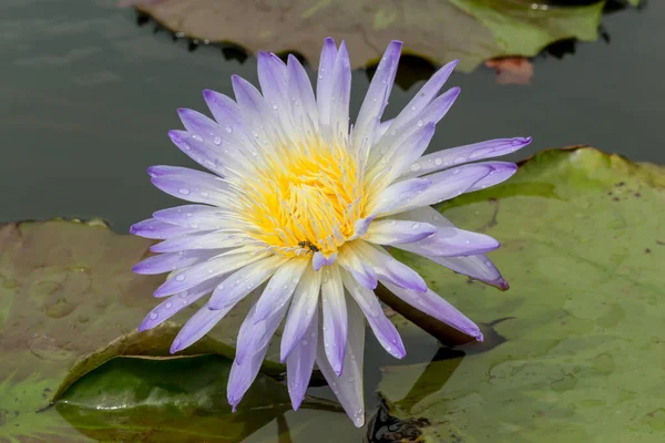 Esta Hermosa Flor Lirio Loto Complementa Con Los Ricos Colores —  Fotos de Stock