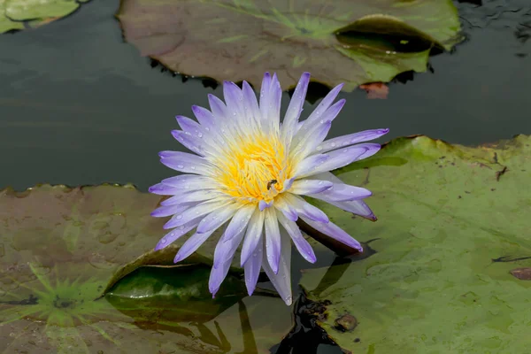 Esta Bela Flor Lírio Lótus Complementada Pelas Cores Ricas Superfície — Fotografia de Stock