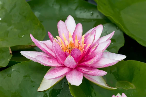 Esta Hermosa Flor Lirio Loto Complementa Con Los Ricos Colores —  Fotos de Stock