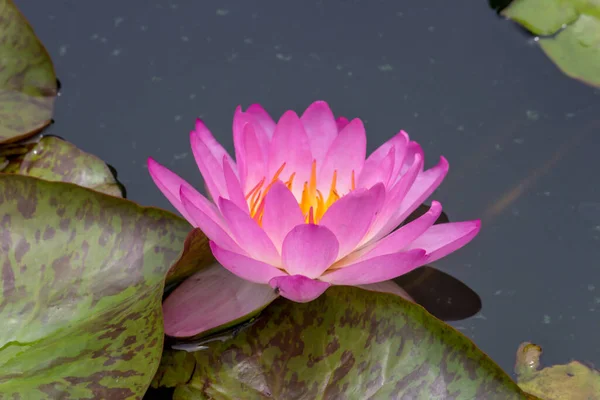 この美しい睡蓮や蓮の花は 深い青色の水面の豊かな色によって賞賛されています 彩度の高い色と鮮やかなディテールは これをほぼシュールなイメージにします — ストック写真