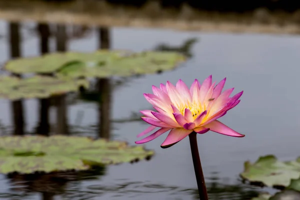 Esta Bela Flor Lírio Lótus Complementada Pelas Cores Ricas Superfície — Fotografia de Stock