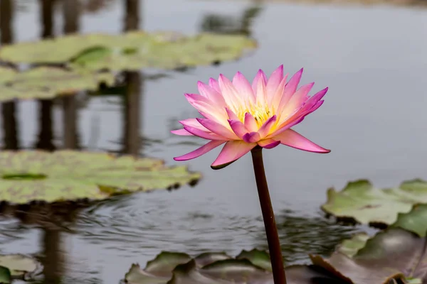 Esta Bela Flor Lírio Lótus Complementada Pelas Cores Ricas Superfície — Fotografia de Stock