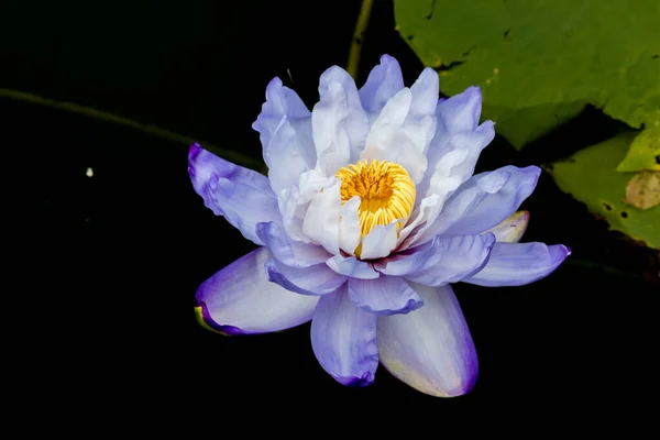 Beautiful Waterlily Lotus Flower Complimented Rich Colors Deep Blue Water — Stock Photo, Image