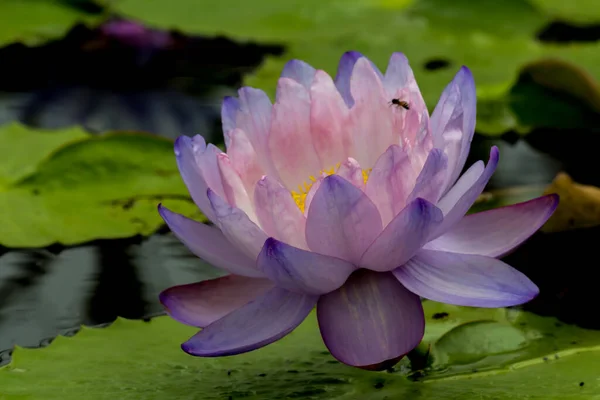 Esta Bela Flor Lírio Lótus Complementada Pelas Cores Ricas Superfície — Fotografia de Stock