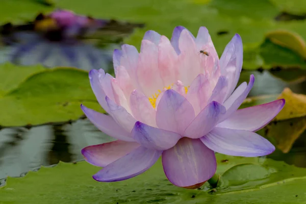 Deze Prachtige Waterlelie Lotusbloem Wordt Gecomplimenteerd Door Rijke Kleuren Van — Stockfoto