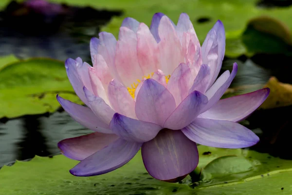 Beautiful Waterlily Lotus Flower Complimented Rich Colors Deep Blue Water — Stock Photo, Image