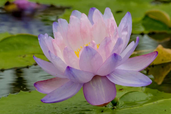 Beautiful Waterlily Lotus Flower Complimented Rich Colors Deep Blue Water — Stock Photo, Image