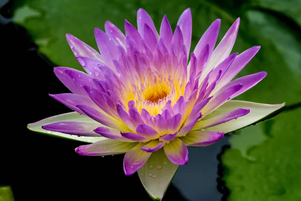 Beautiful Waterlily Lotus Flower Complimented Rich Colors Deep Blue Water — Stock Photo, Image