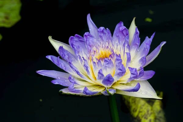 Esta Bela Flor Lírio Lótus Complementada Pelas Cores Ricas Superfície — Fotografia de Stock