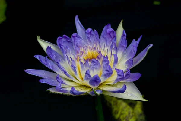 Această Floare Frumoasă Crin Sau Lotus Este Completată Culorile Bogate — Fotografie, imagine de stoc