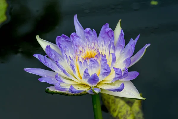 Deze Prachtige Waterlelie Lotusbloem Wordt Gecomplimenteerd Door Rijke Kleuren Van — Stockfoto