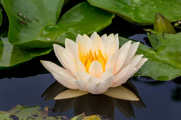 この美しい睡蓮や蓮の花は 深い青色の水面の豊かな色によって賞賛されています 彩度の高い色と鮮やかなディテールは これをほぼシュールなイメージにします — ストック写真