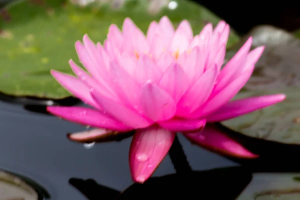 Deze Prachtige Waterlelie Lotusbloem Wordt Gecomplimenteerd Door Rijke Kleuren Verzadigde — Stockfoto